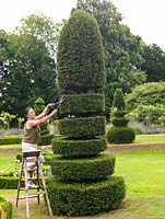 Trudie Proctor clipping into shape one of the huge topiary yews planted 20 years ago as 60cm high plants placed in a vast lawn.