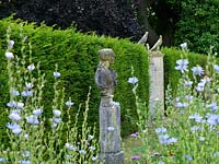 Stone female bust on plinth, offset against yew hedge. Seen through flowerheads of Verbena bonariensis and Catanache caerulea.
