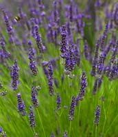 Lavandula angustifolia 'Hidcote', English lavender, has grey green leaves and stiff spikes of aromatic blue flowers that last for weeks on end.