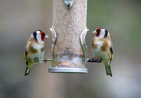 Carduelis carduelis. Two Goldfinches feeding at garden feeder