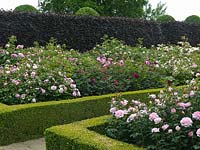 Shrub Rose Garden. Hornbeam domes behind purple beech hedge. Seen over roses Sceptered  Isle, Cottage Rose, Comte de Chambord, Noble Anthony, Gertrude Jekyll.