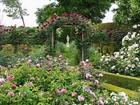 Shrub Rose Garden leading to Spring Garden under arch clad in Rosa Falstaff. Seen over roses The Countryman, Mary Magdalene, Miss Alice, Brother Cadfael, Jaques Cartier.
