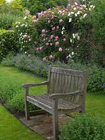 An old wooden bench looks down on herb garden. Behind, brick wall bearing climbing Rosa Aloha and Sombreuil - white above hardy geranium.
