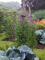 Potager. Tunnel clad in broad beans and obelisks of mixed sweet peas. Beds of cabbages, sunflowers, alstroemeria, cardoon and asparagus.