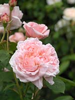 Rosa Eglantyne, a light pink, modern shrub rose with excellent disease resistance. Double, long lasting and strongly scented.