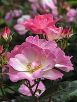 Rosa Erfurt, a modern shrub rose, has pink, single flowers