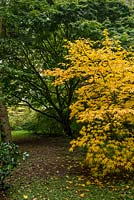 A golden-leaved Acer palmatum Sango-kaku turns soft yellow in autumn, nestling beneath a huge, 60-year-old multi-stemmed acer.