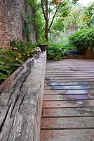 Wooden bench on decking. Acer griseum, Hydrangea serrata 'Blue Bird', Hakonechloa macra.