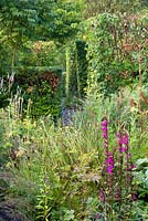 Late summer borders with Lobelia 'Tania',  Anemone cylindrica, Rudbeckia subtomentosa 'Henry Eilers'. Beech hedging