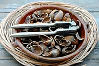 Corylus avellana, Kentish cobnuts or Hazelnut shells in vintage terracotta dish on basket with old steel nut crackers.