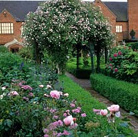 Brick path edged in clipped box hedges leads under arbour and Rosa Pauls Himalayan Musk to knot garden. Bed of Rosa Gertrude Jekyll, Iceberg, thalictrum, salvia and catmint.