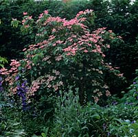 Cornus florida Rainbow, a lovely small tree with pink bracts in early summer.