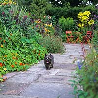 In the hot garden, Digby the Cairn terrier, strolls amidst beds of Inula magnifica, Verbena bonariensis, nasturtium, Lilium African Queen, canna, daylily and scabious.