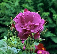 Rosa 'Rhapsody in Blue' has irridescent plum coloured flowers. A modern shrub rose flowering in June
