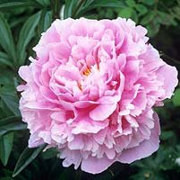 Paeonia lactiflora Sarah Bernhardt, a herbaceous peony with pink flowers with silvered edges