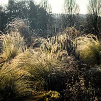 Winter border of grasses and seedheads, backlit by early morning sunshine.