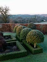 Frosted Ligustrum japonicum trees underplanted with Buxus sempervirens, views of the Staffordshire countryside beyond