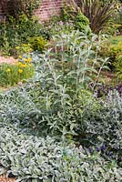 Buddleja 'Lochinch' underplanted with Stachys byzantina 'Silver Carpet', in a gravel garden border