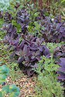 Sedum 'Purple Emperor' growing amongst Eschscholzia californica