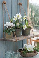 Cyclamen, Helleborus niger and Hippeastrum in metal pots on wooden shelf above display of  Amaryllis, Pinus and cones in bowl