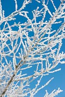 Hoarfrost crystals on bare branches against blue sky