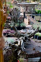 Tree roots on display at garden centre