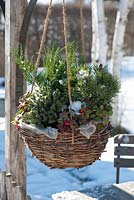 Hanging basket planted with Picea glauca 'Echiniformis', Pinus mugo 'Mops', Juniperus media 'Mint Julep' and Gaultheria procumbens 