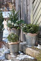 Winter container display with Picea abies 'Nidiformis', Pinus mugo 'Mops', Taxus baccata and Helleborus niger 