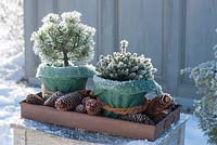 Winter display with pots planted with Pinus mugo 'Mops' and Picea glauca 'Echiniformis' 