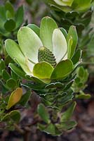 Leucadendron strobilinum, Peninsula conebush