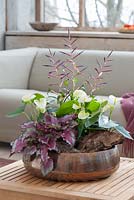 Begonia Rex 'Spitfire', Anthurium andreanum 'Sierra White' and Tillandsia leiboldiana 'Mora' in ornate bowl