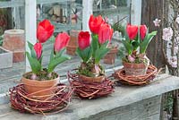 Tulipa 'Red Paradise' in clay pots on shed window, wreaths made of branches of Cornus 