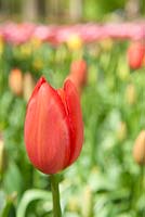 Tulipa 'Grand Douceur'