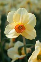Narcissus 'Altruist'