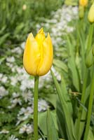 Tulipa 'Mrs John T Scheepers'