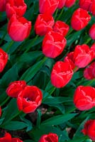 Tulipa 'Zantured' - Darwin hybrid 