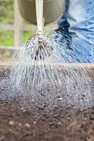 Watering freshly sown seedbed