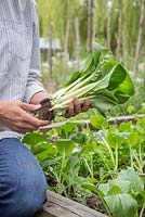 Woman holding a fresh harvest of Bok Choy syn. Pak Choi 'White Stem', beside a raised vegetable bed