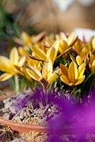 Crocus angustifolius 'Bronzed Beauty', planted in pots plunged in a sandbox, February