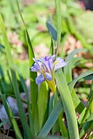 Iris lazica, February