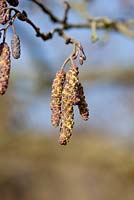 Alnus glutinosa, catkins - Common alder, February