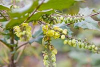 Mahonia japonica Bealei Group, February