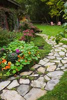 Flagstone path next to border planted with orange Tropaeolum 'Alaska Series', Brassica chidori - Ornamental Cabbage plants and old grey wooden barn covered with climbing Vitis - Vines in rustic backyard garden in autumn
