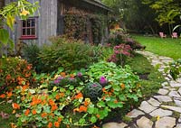 Flagstone path next to border planted with orange Tropaeolum 'Alaska series', Brassica chidori - Ornamental Cabbage plants and old grey wooden barn covered with climbing Vitis - Vines in rustic backyard garden in autumn