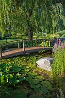 Salix - Weeping Willow tree and brown wooden footbridge over pond with Nymphaea and green Chlorophyta, Lythrum salicaria in front yard garden in summer