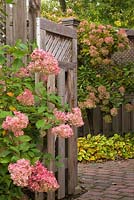 Paving stone path and pink Hydrangea flowers next to an opened wooden gate in residential backyard