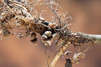 Root nodules on the roots of runner bean plants, associated with symbiotic nitrogen-fixing bacteria.