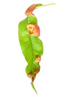 Peach leaf curl- Taphrina deformans, on peach leaf - Prunus persica