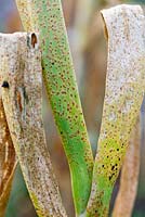 Leek rust on leeks, a disease caused by the fungus Puccinia allii