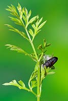 Carnation Tortrix Moth larva - Cacoecimorpha pronubana